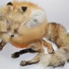 Red Fox Mountain Man Hat