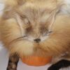 Red Fox Mountain Man Hat - Image 2
