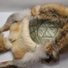 Red Fox Mountain Man Hat - Image 3